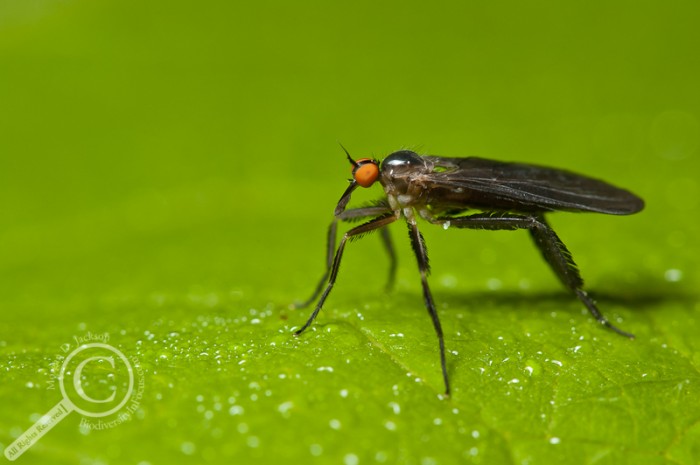 Empididae dance fly on green leaf with water droplets