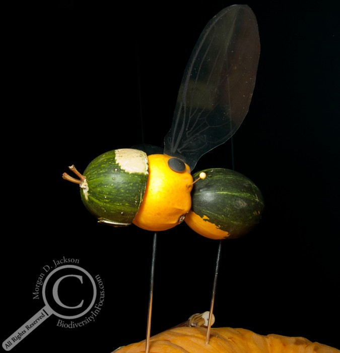 A true SCARE-ab Beetle Coleoptera Insect Pumpkin Jack-o-Lantern