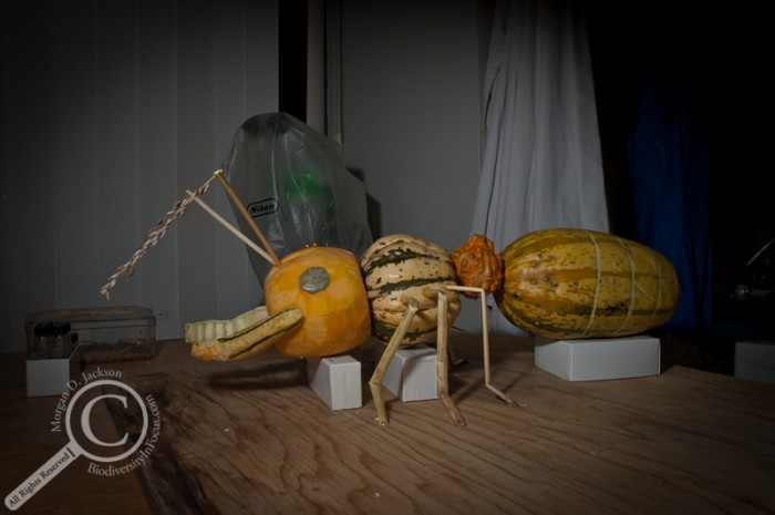 Gourd Ant Hymenoptera Pumpkin Jack-o-Lantern