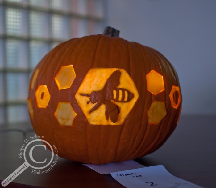 Bee Pumpkin Jack-o-Lantern