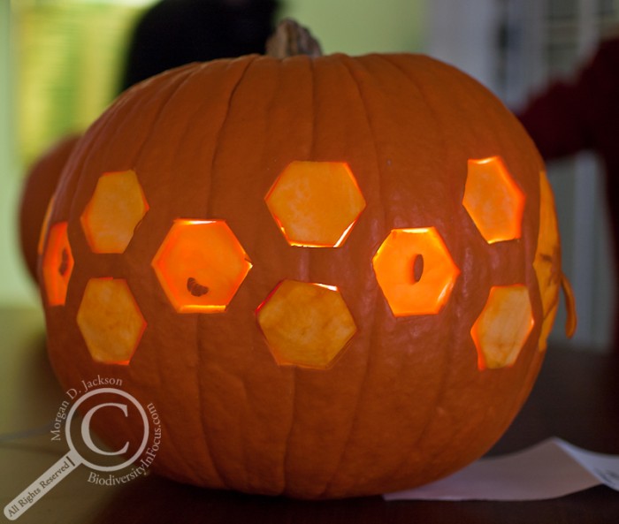 Honeybee Jack-o-Lantern Pumpkin
