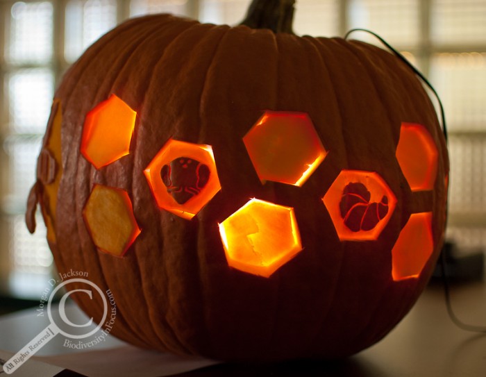 Honeybee Jack-o-Lantern Pumpkin