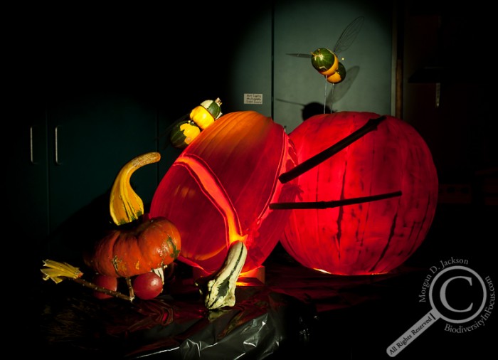A true SCAREb Beetle Coleoptera Insect Pumpkin Jack-o-Lantern