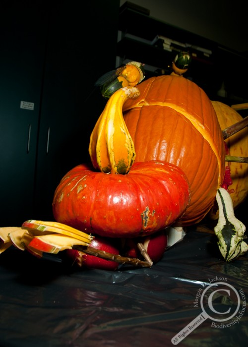 A true SCARE-ab Beetle Coleoptera Insect Pumpkin Jack-o-Lantern