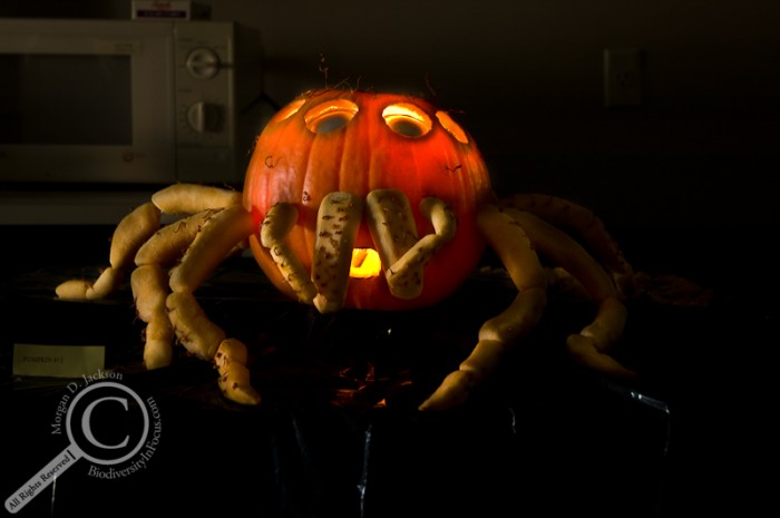 Jumping Spider Jack-o-Lantern Pumpkin Insect