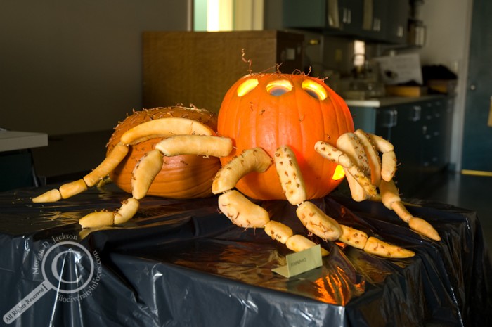 Jack-o-Lantern of Jumping Spider Pumpkin Insect