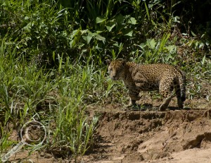 Jaguar walking along river in Peru