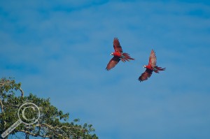 Scarlet Macaw pair flying under blue skies