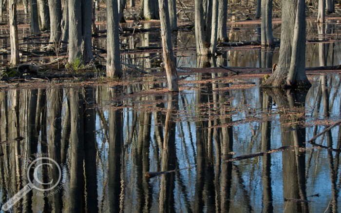 A flooded forest in spring with trees and red leaves reflected in water
