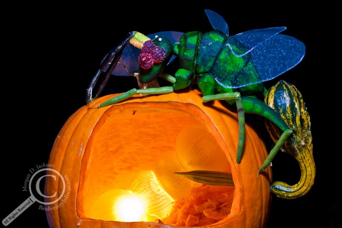 Eurytoma wasp on Goldenrod Gall Jack-o-Lantern Insect Pumpkin Gourd