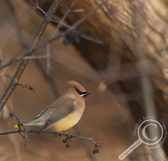 Cedar Waxwing in berry tree in Spring