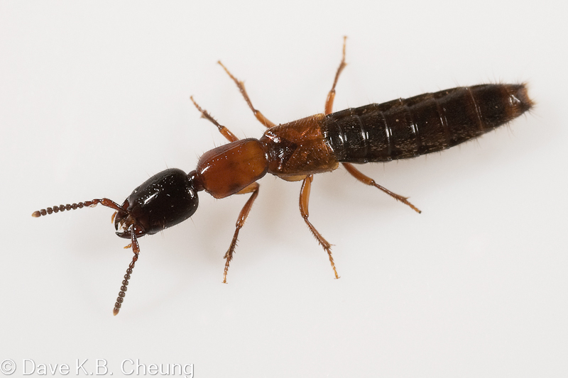 The Staphylinidae Of Eastern Canada CJAI Vol 12 Biodiversity In The Staphylinidae Of Eastern Canada CJAI Vol 12 Biodiversity In