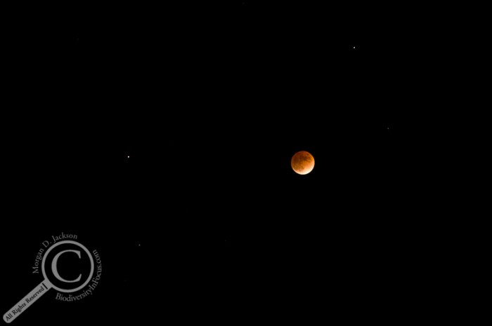 Lunar Eclipse, Feb. 2, 2008