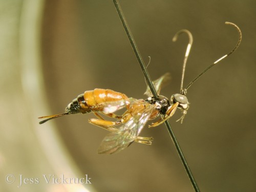 Hoplocryptus zoesmairi