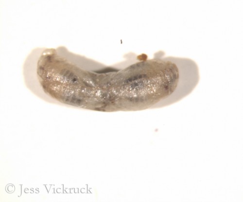 Baryscapus americana larvae