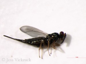 B. americana female