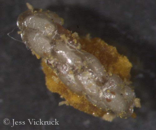 Coelopencytus larvae
