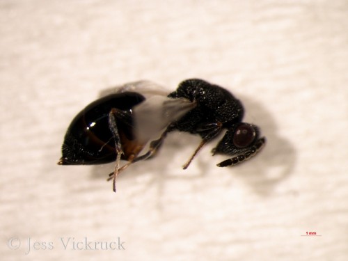 Eurytoma sp near apiculae