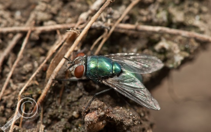 Lucilia sericata Calliphoridae Blow Fly Common Green Bottle Fly