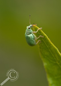 Pale Green Weevil - Polydrusus impressifrons