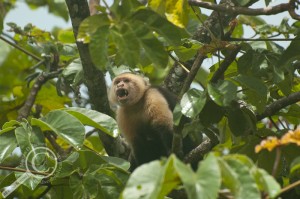 White Headed Capuchin Costa Rica