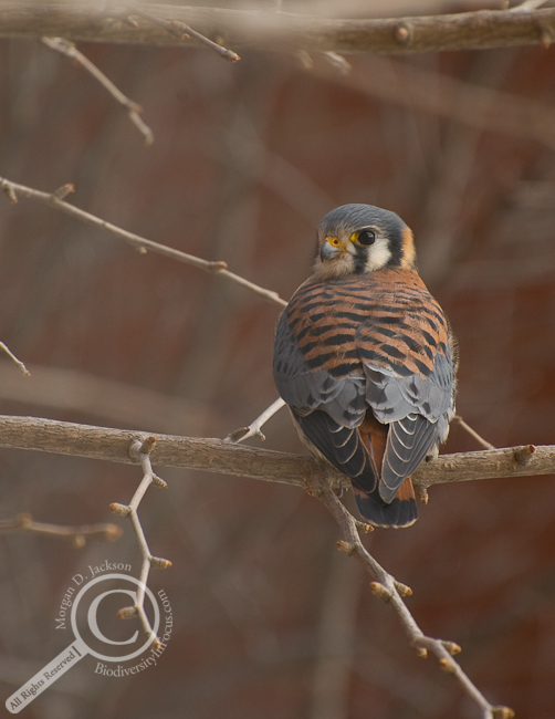 American Kestrel in tree with red brick background