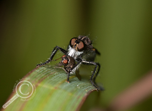 Asilidae with Prey - Ecuador