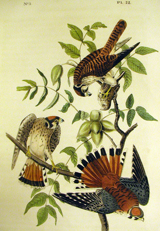 The American Sparrow Hawk - John James Audubon