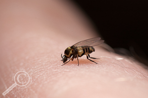 Black Fly - Simuliidae - Ecuador