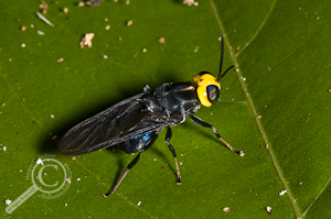 Cyphomyia sp. - Stratiomyidae - Bolivia