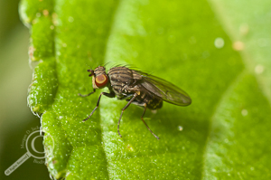 Shore Fly - Ephydridae - Costa Rica