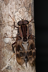 Pantophthalmus sp. - Pantophthalmidae - Ecuador