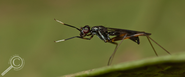 Rainieria sp. - Micropezidae - Costa Rica