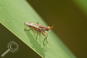 Snail Killing Fly - Sciomyzidae - Canada