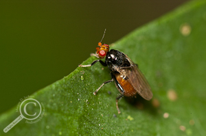 Sphaeroceridae - Costa Rica