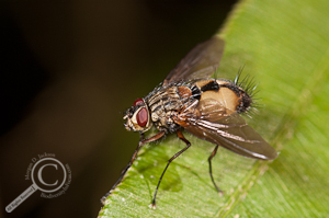 Tachinidae - Ecuador