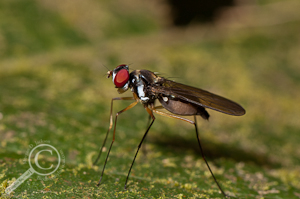 Tanypezidae - Ecuador