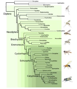 Bayesian Phylogram from Wiegmann et al. 2011