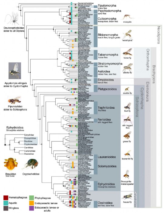 Wiegmann et al Main Phylogeny 2011 Fly Tree of Life
