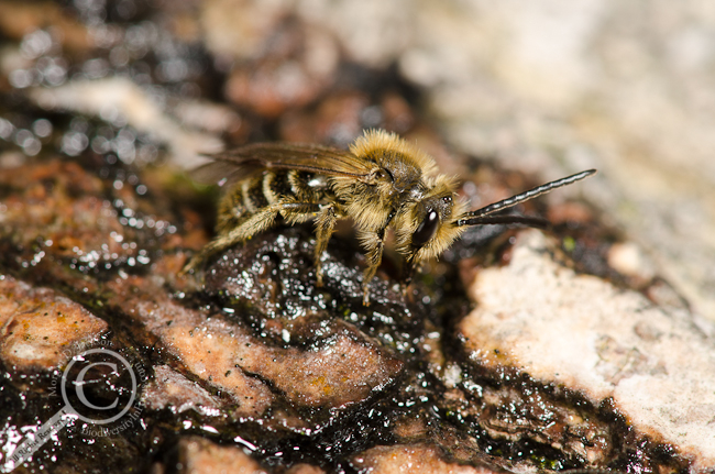 Andrenid bee eating tree sap Andrenidae