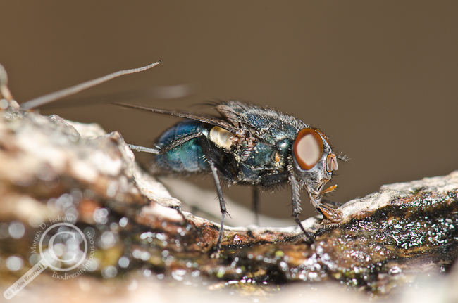 Blow fly Calliphoridae sponging up tree sap