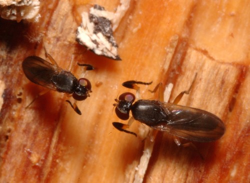 Heteromeringia nitida boxing - Lonsdale et al 2011