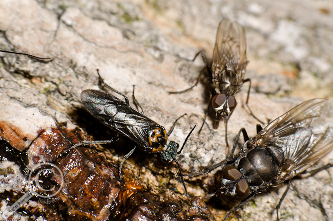 Tenthridinidae wasp eating tree sap with a calliphoridae and muscidae fly