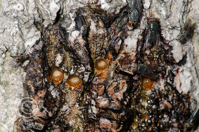 Yellow-bellied Sapsucker holes drilled into tree bark