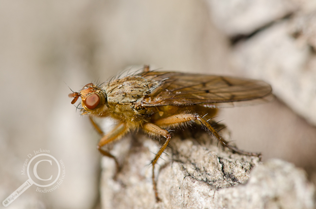 Scathophaga sp. Scathophagidae