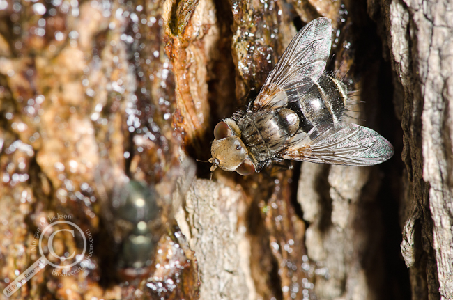 Tachinidae fly on tree drinking tree sap