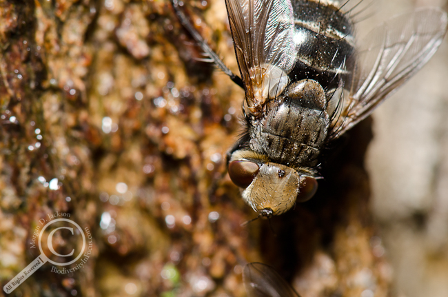 Tachinidae with tree sap fly