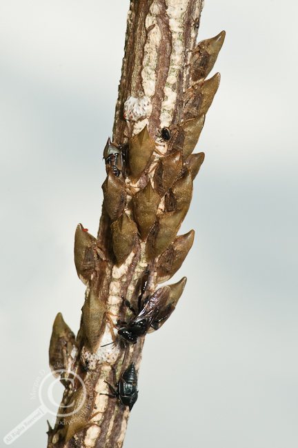 Treehoppers and Bees in Costa Rica