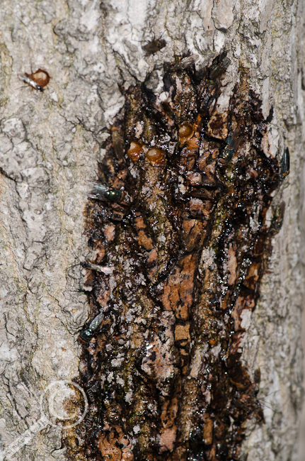 Tree weeping sap covered in insects