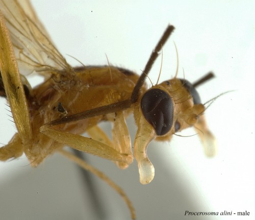 Procerosoma alini male head - Lonsdale et al 2011